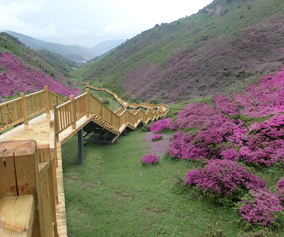 禄劝县马鹿塘高山杜鹃花海景区建设项目